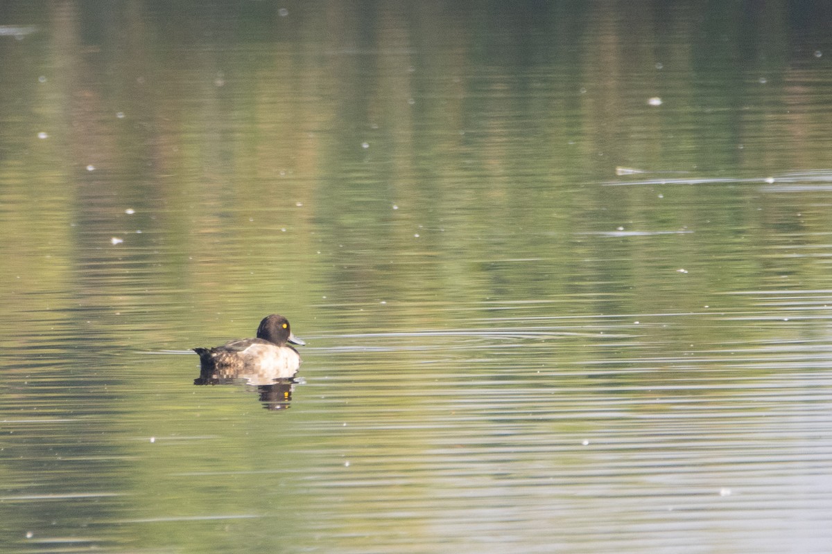 Tufted Duck - ML623953523