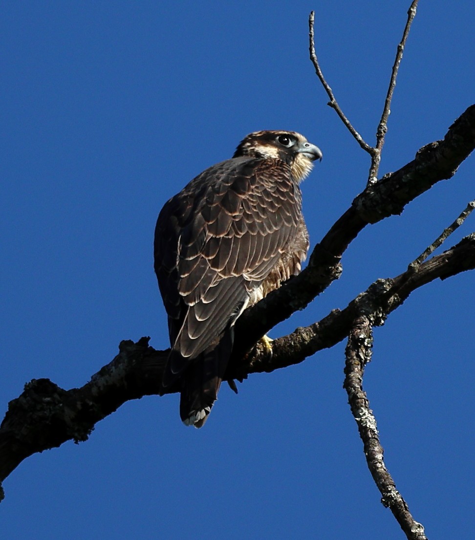 Peregrine Falcon - ML623953524