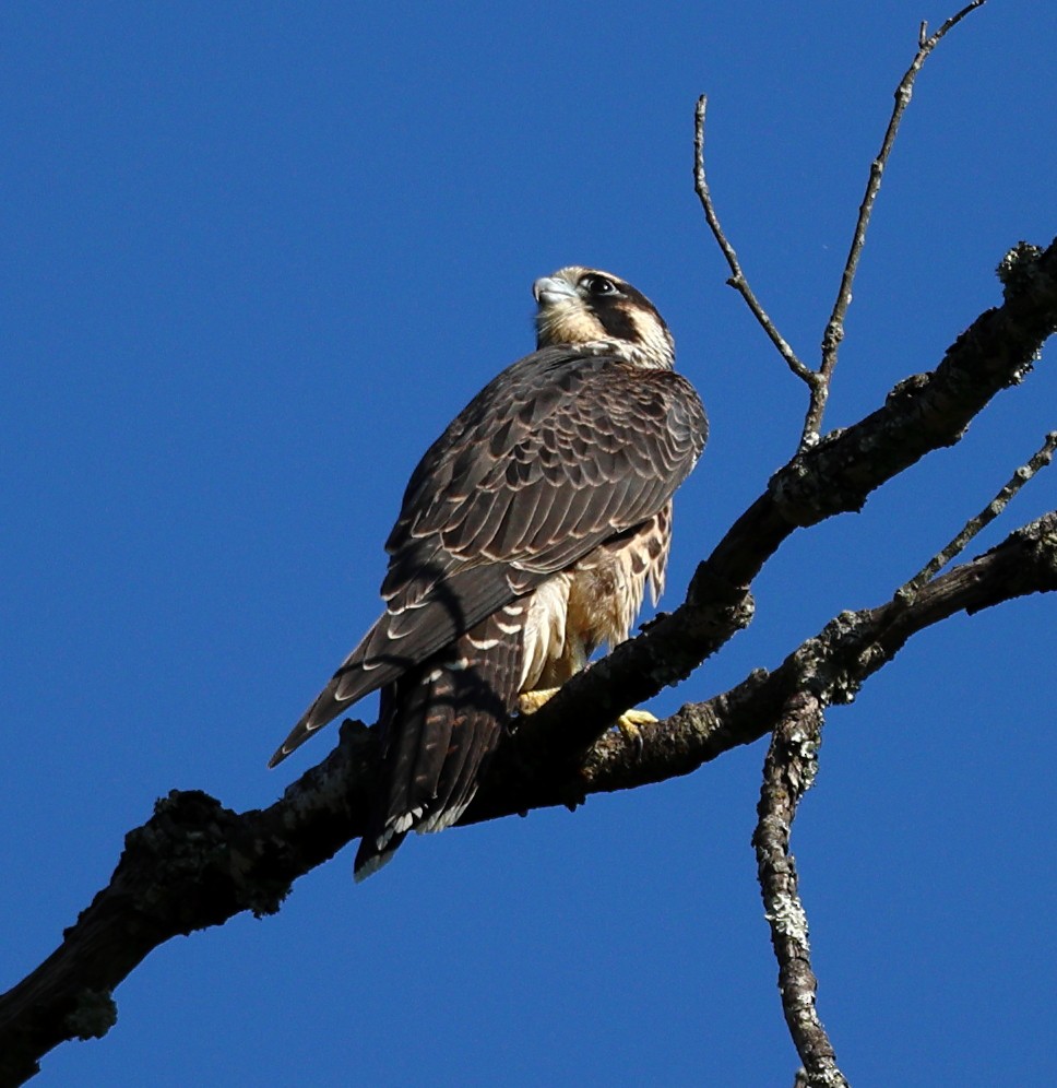 Peregrine Falcon - ML623953525