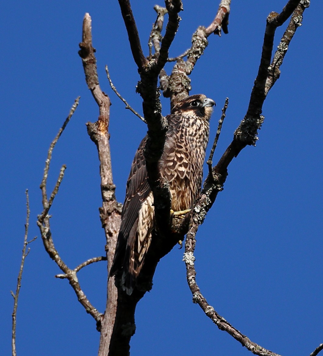 Peregrine Falcon - ML623953526