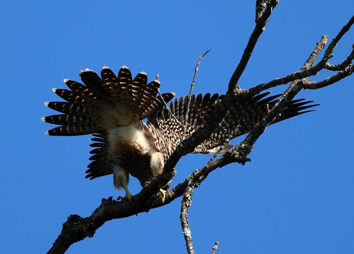 Peregrine Falcon - ML623953527