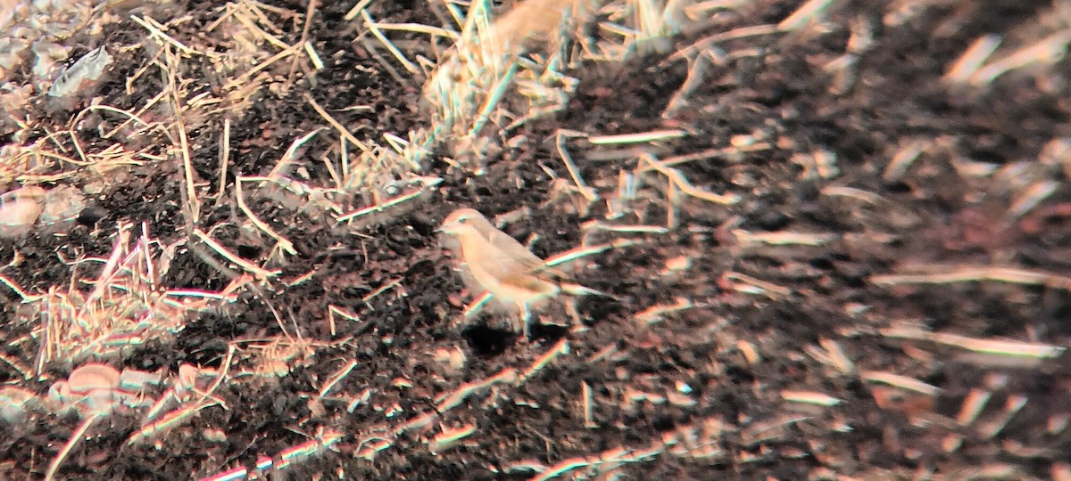 Northern Wheatear - ML623953531