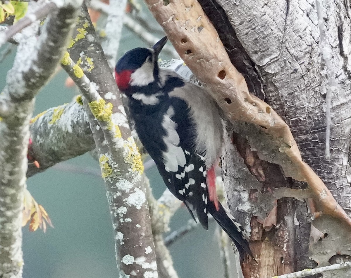 Great Spotted Woodpecker - ML623953558