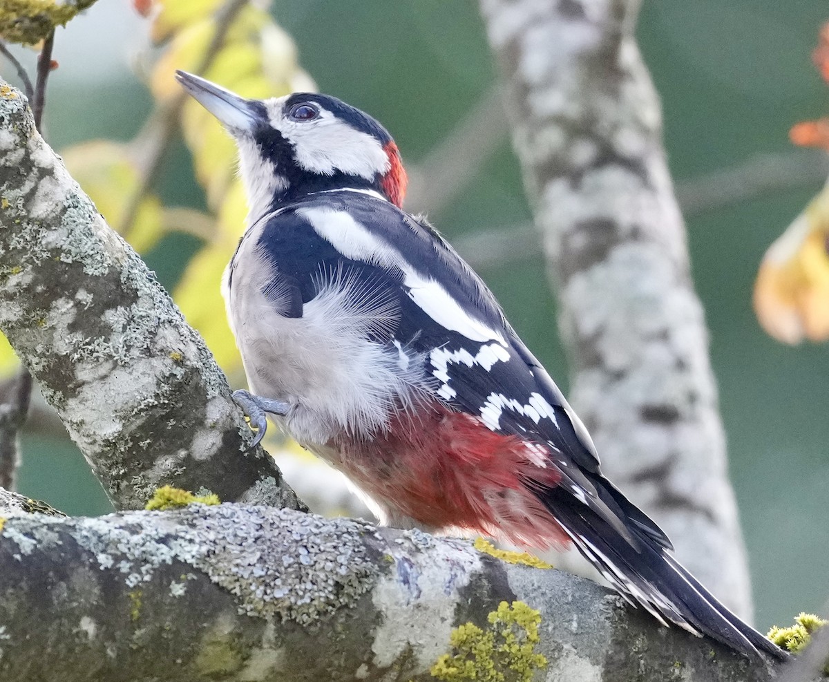 Great Spotted Woodpecker - ML623953559