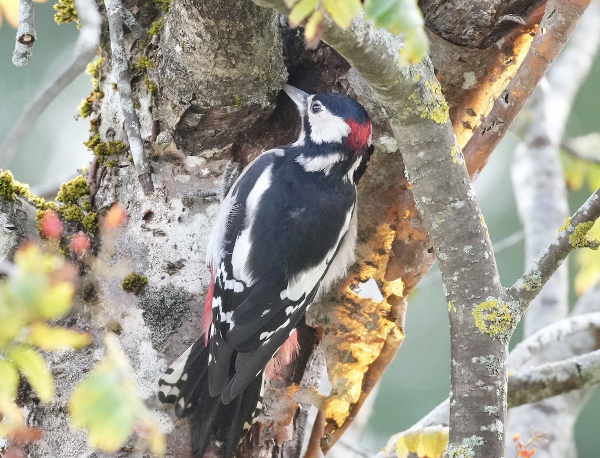 Great Spotted Woodpecker - ML623953561