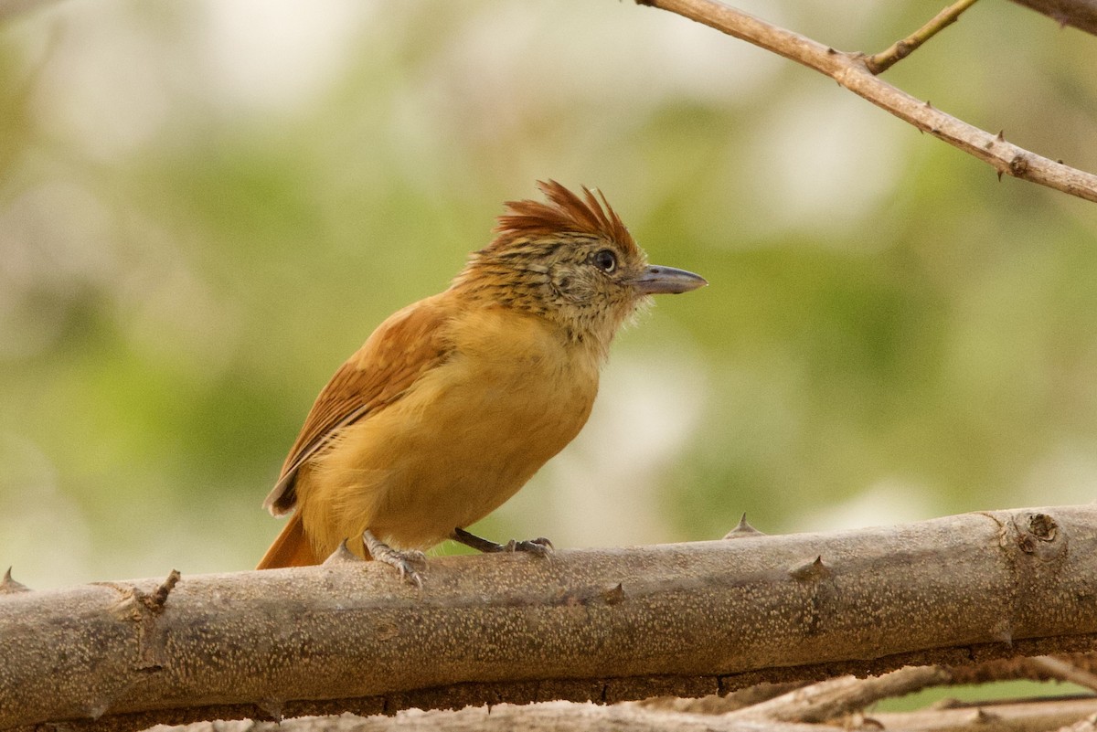 Barred Antshrike - ML623953562