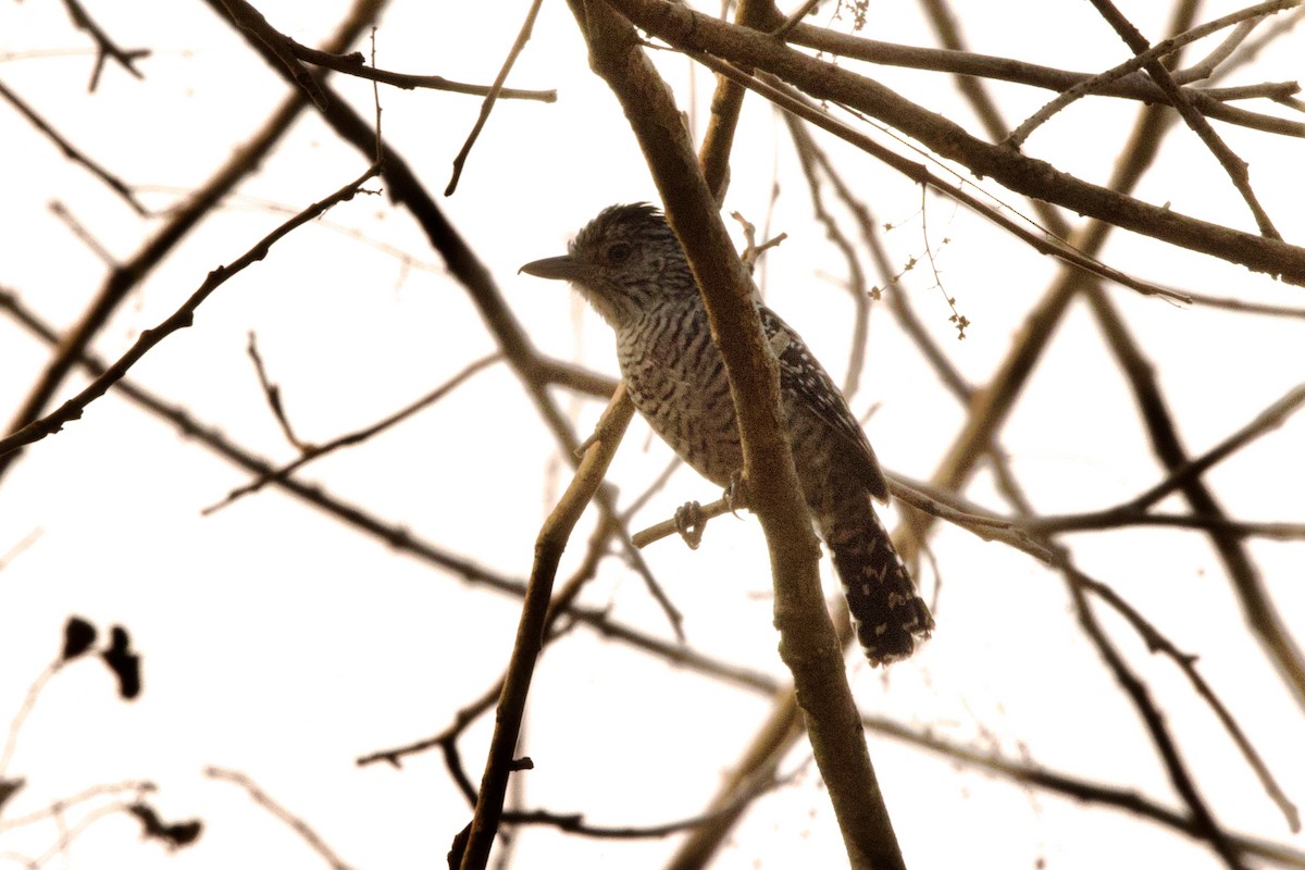 Barred Antshrike - ML623953563