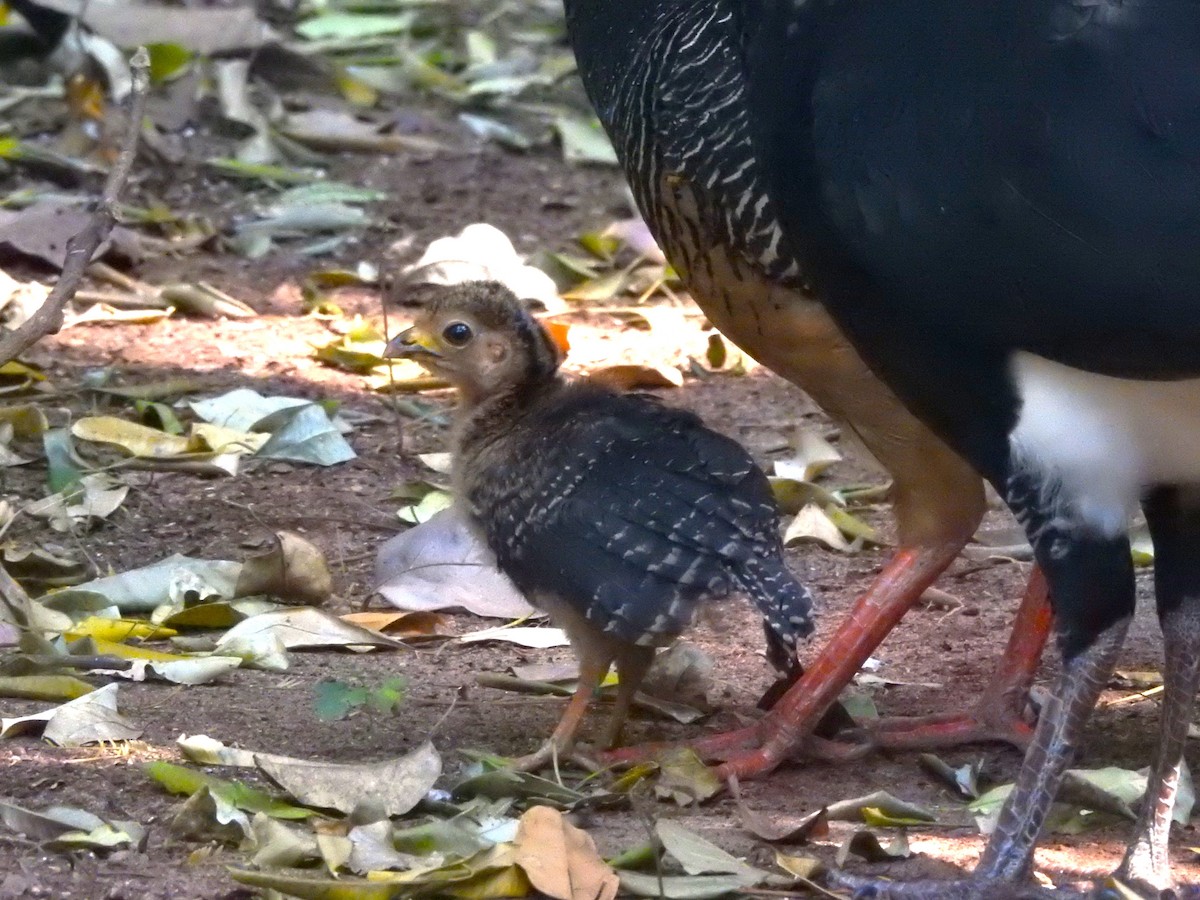 Bare-faced Curassow - ML623953588