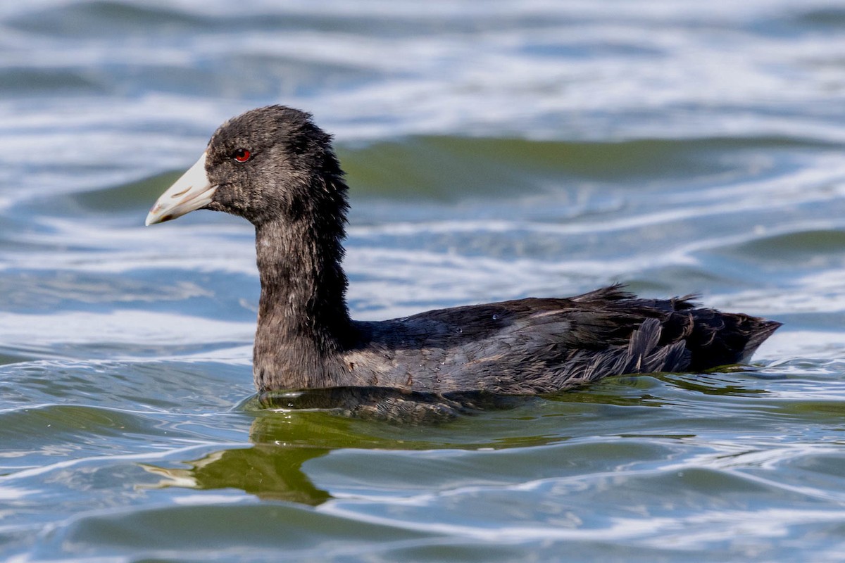 American Coot - ML623953589