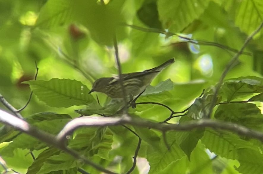 Cape May Warbler - ML623953607