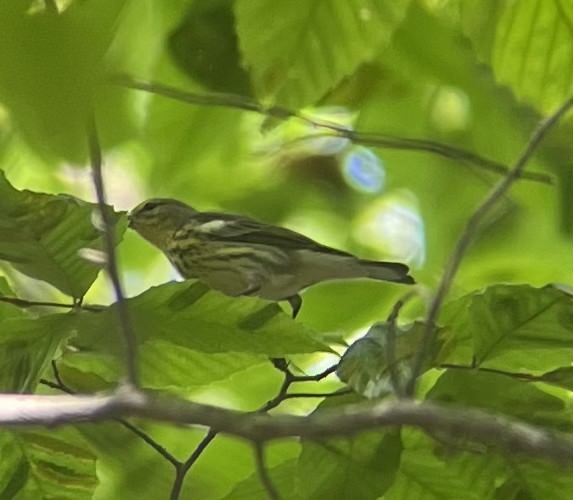 Cape May Warbler - ML623953608