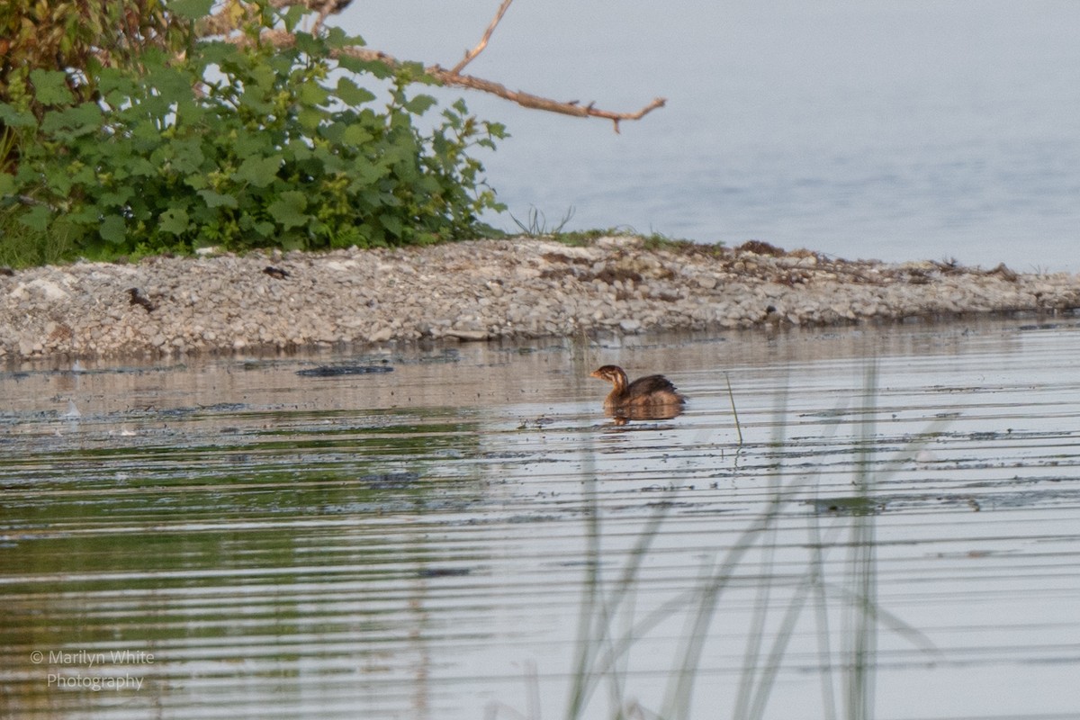 Pied-billed Grebe - ML623953611