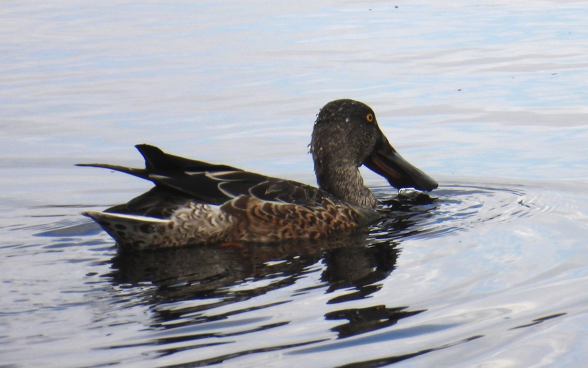 Northern Shoveler - ML623953625