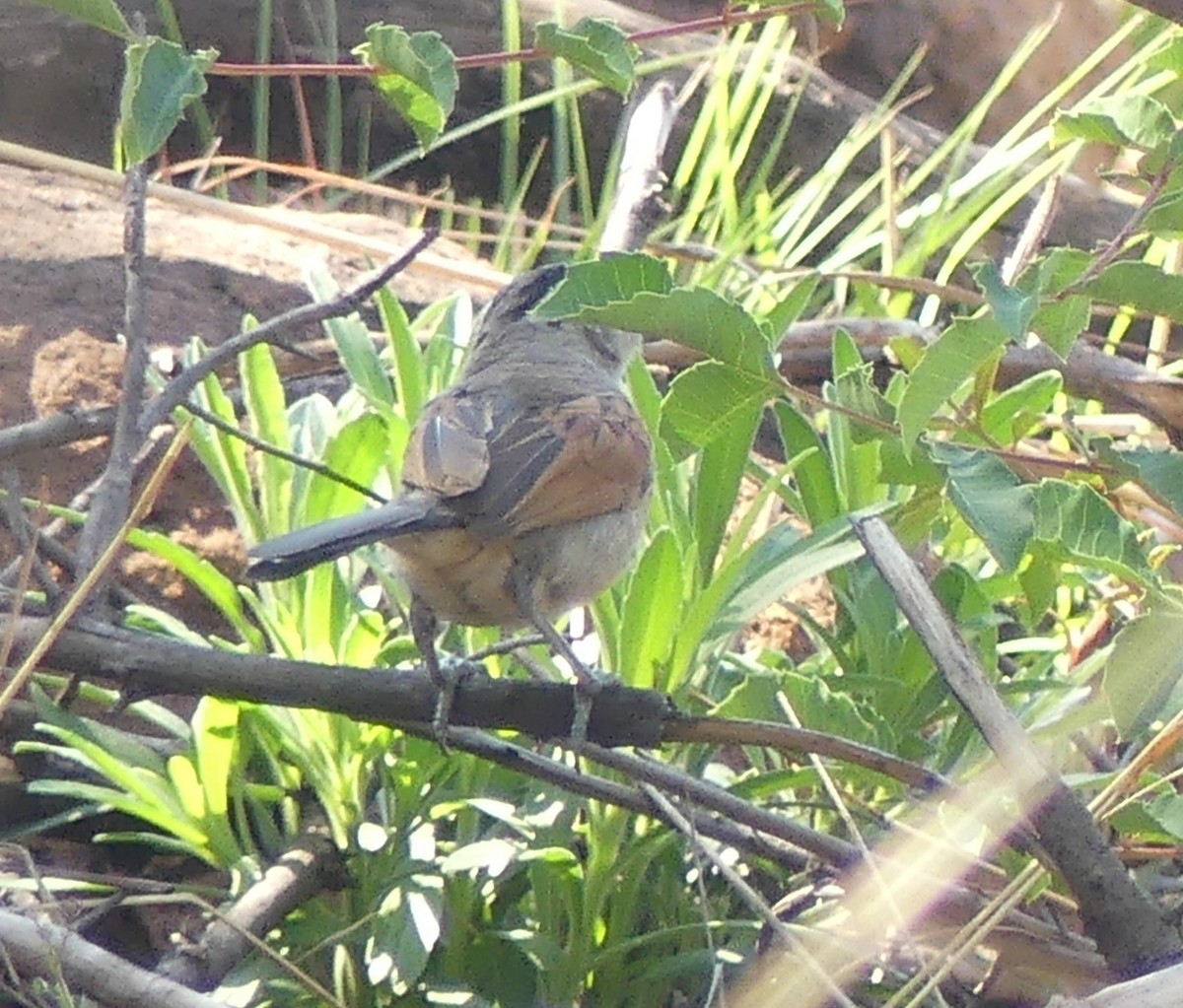 Brown-crowned Tchagra - ML623953628