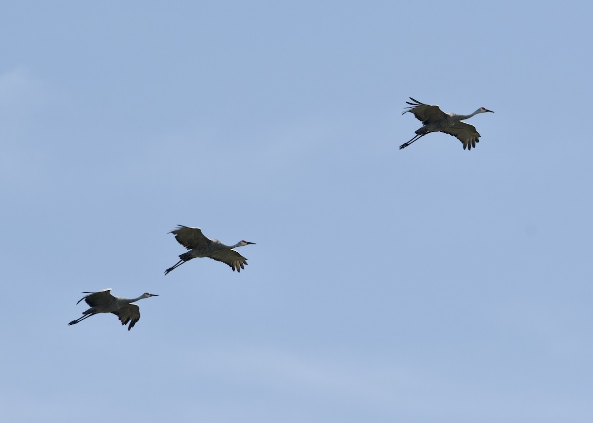 Sandhill Crane - ML623953635