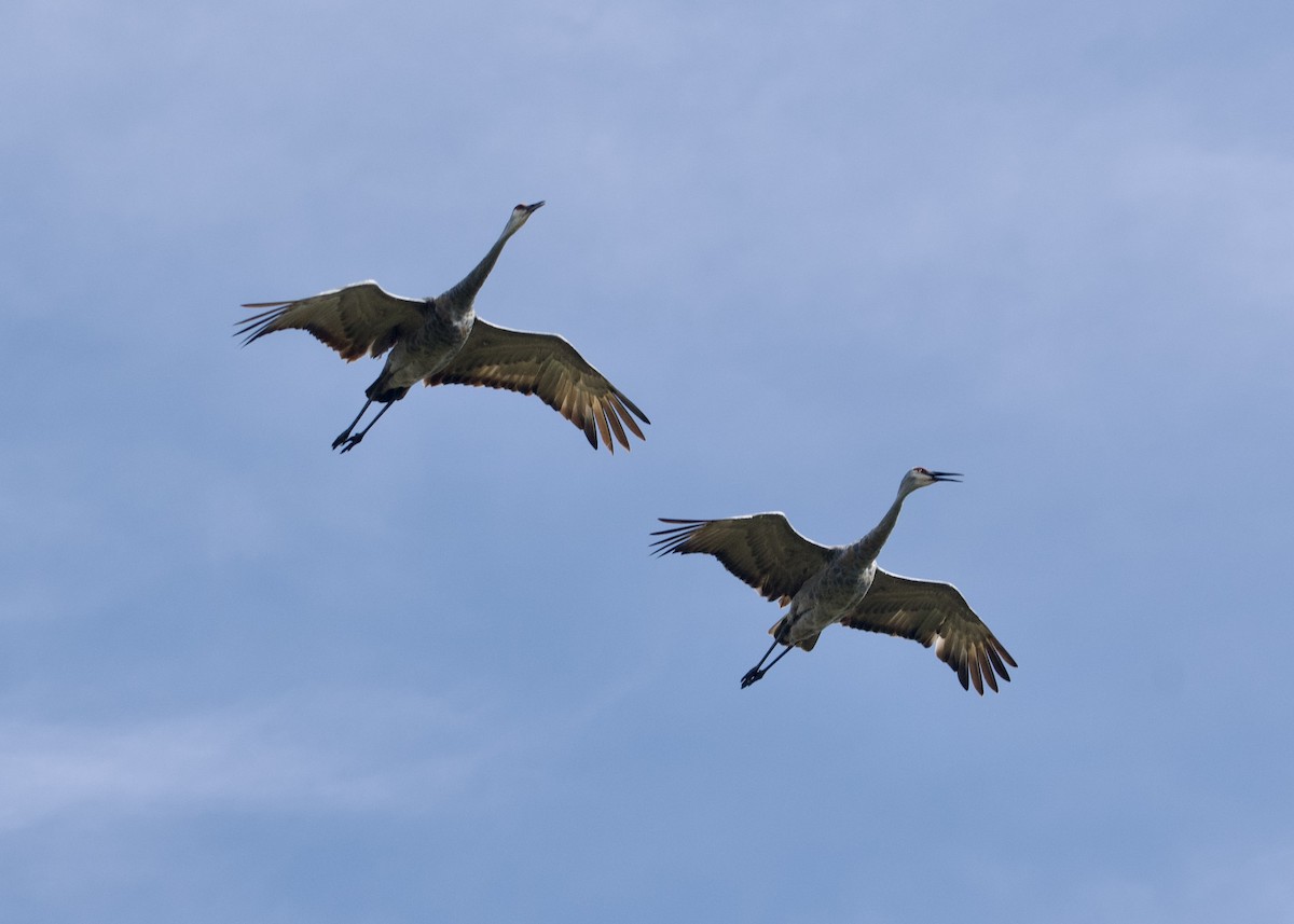 Sandhill Crane - ML623953638