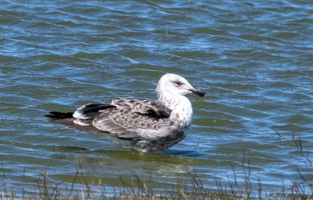 Kelp Gull - ML623953639