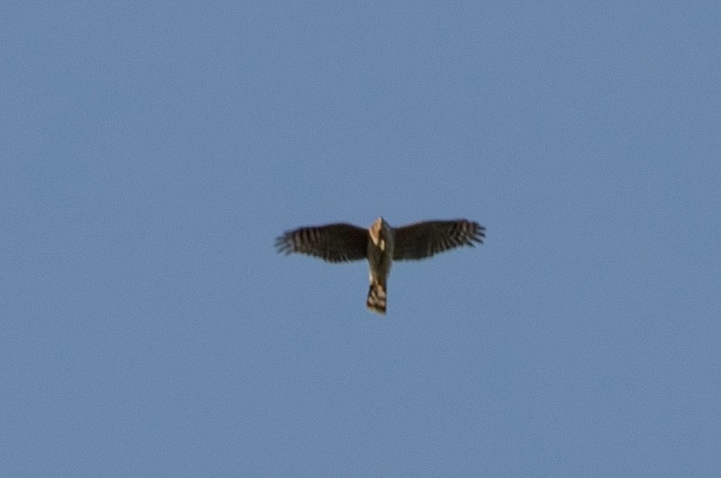 Sharp-shinned Hawk - ML623953642