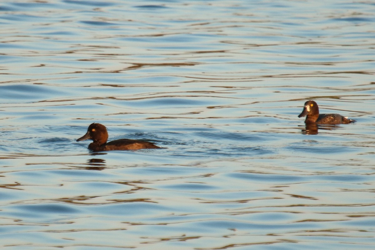 Tufted Duck - ML623953644