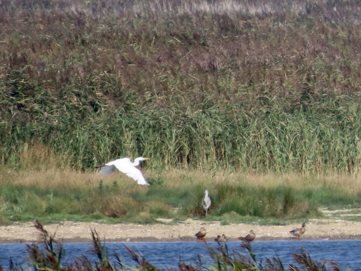 Great Egret - ML623953656