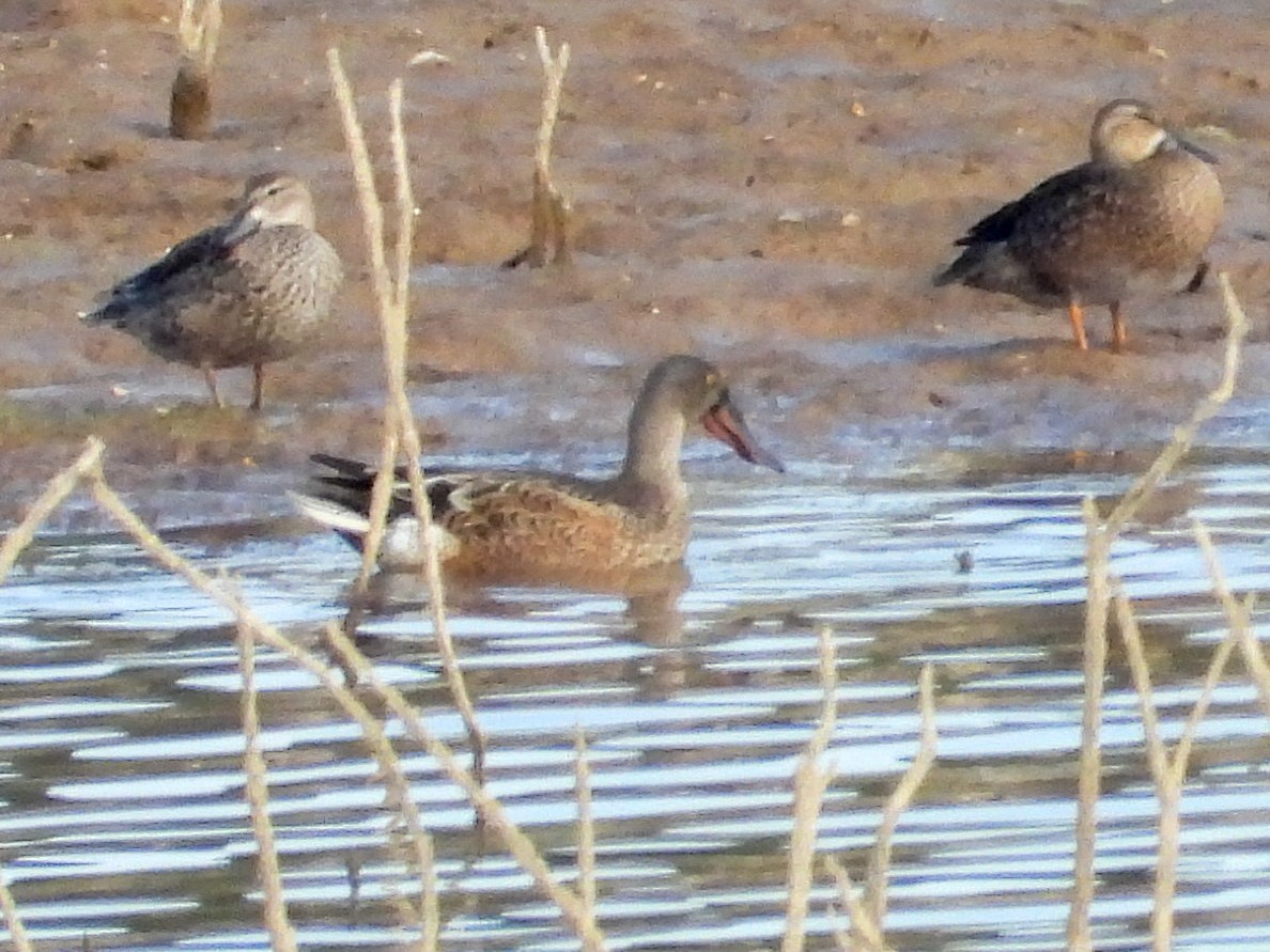 Northern Shoveler - ML623953659