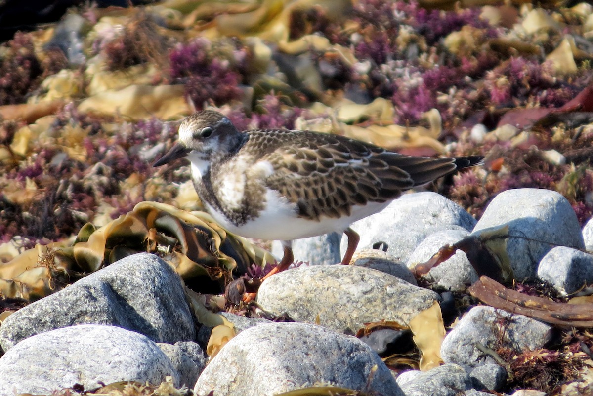 Ruddy Turnstone - Pat McKay