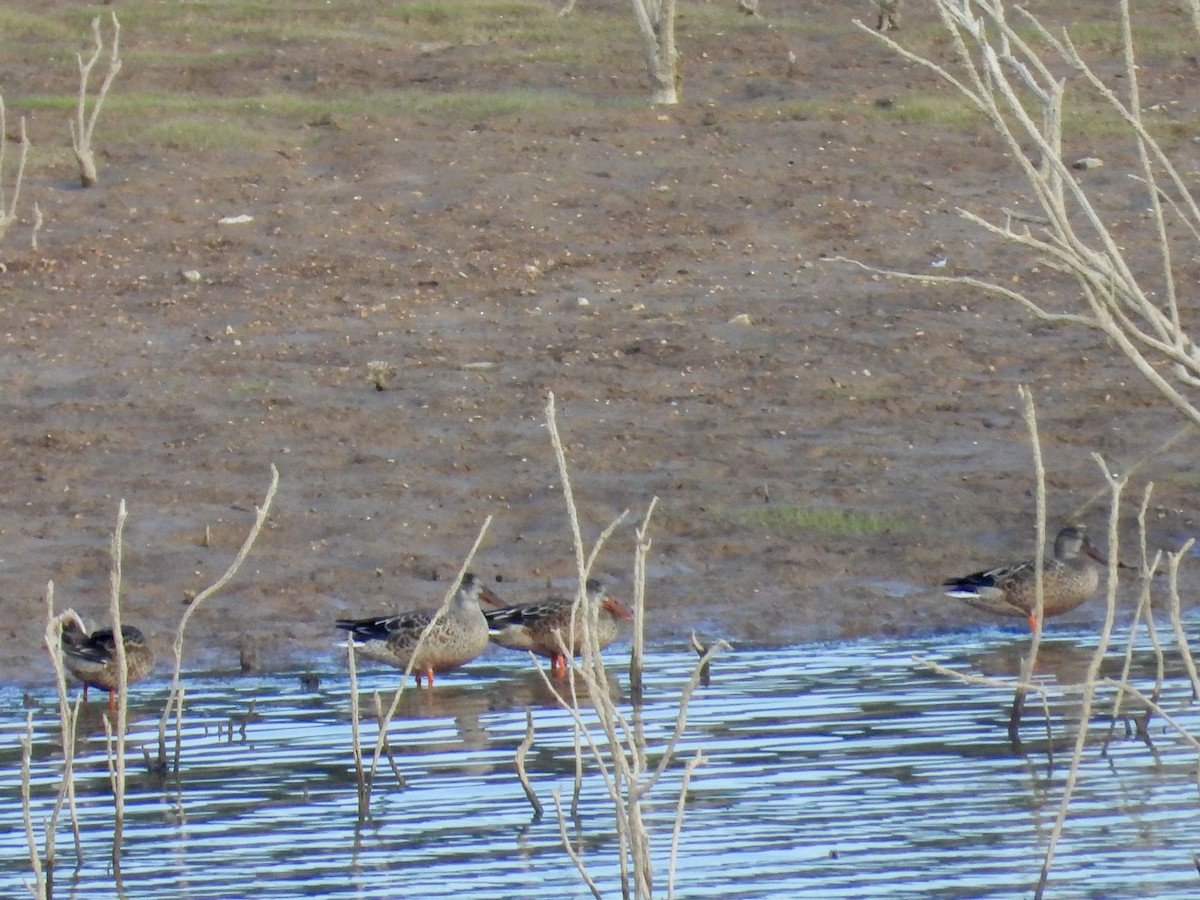 Northern Shoveler - ML623953665