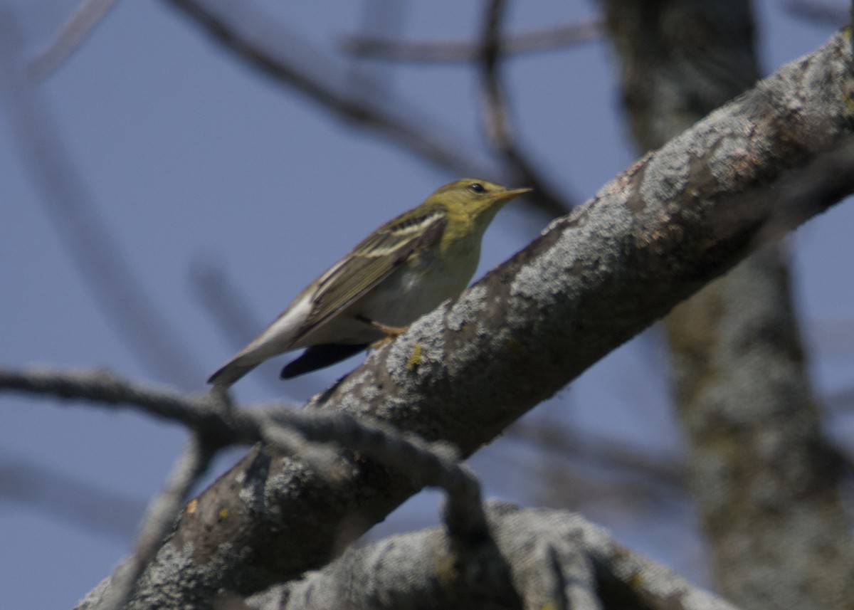 Blackpoll Warbler - Kanayo Rolle