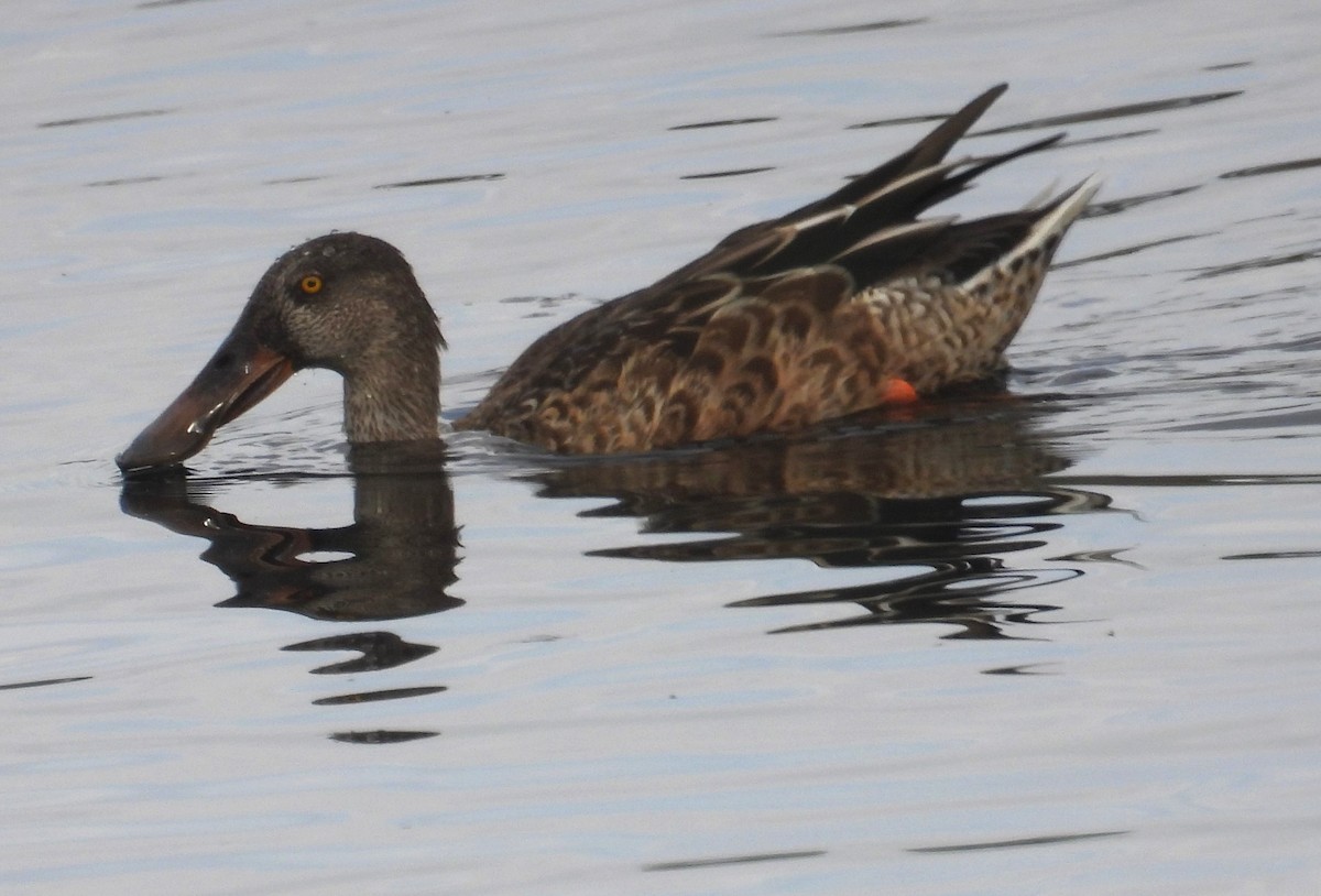 Northern Shoveler - ML623953677