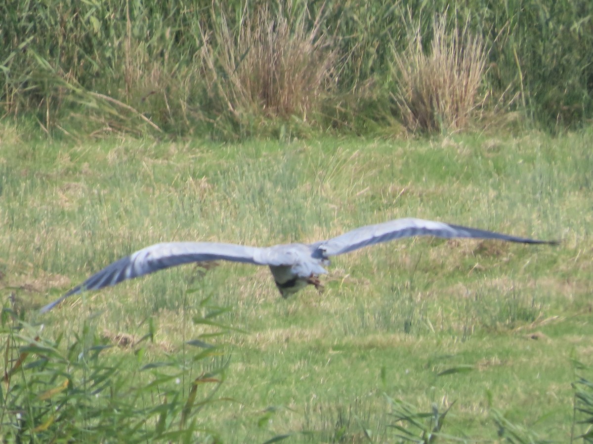 Gray Heron - ML623953696