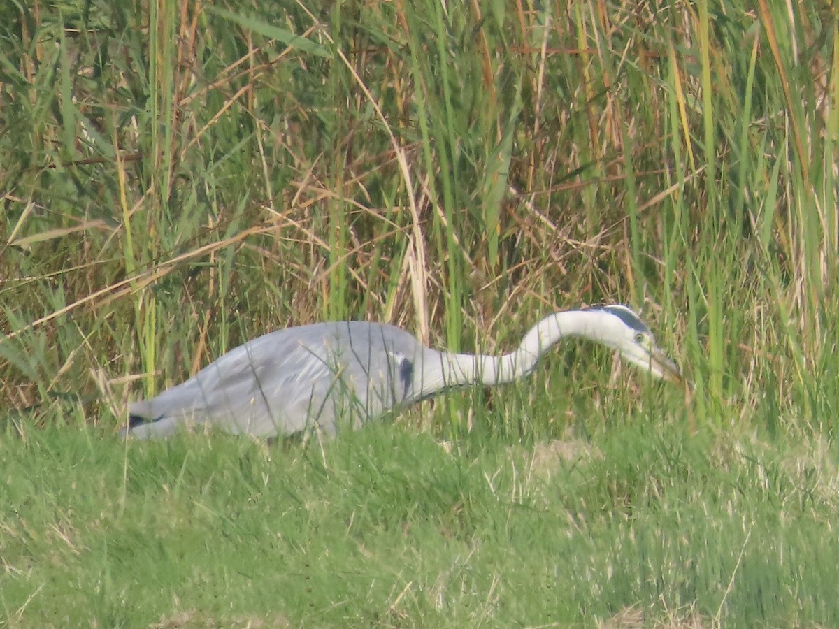 Gray Heron - ML623953697