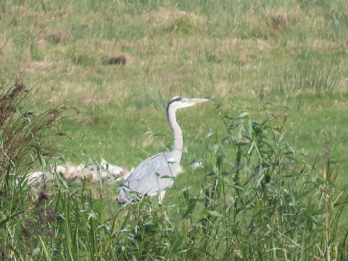 Gray Heron - ML623953698