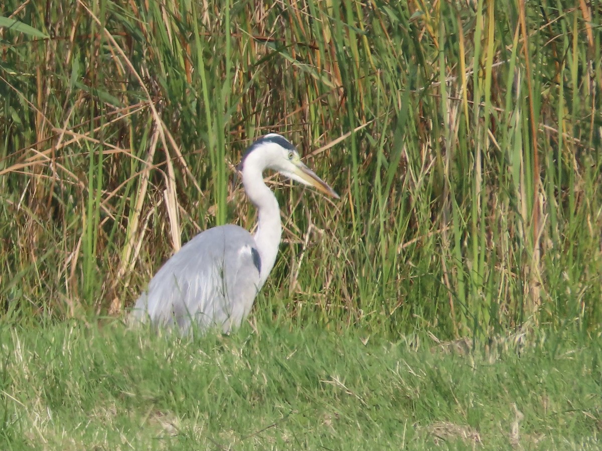 Gray Heron - ML623953699