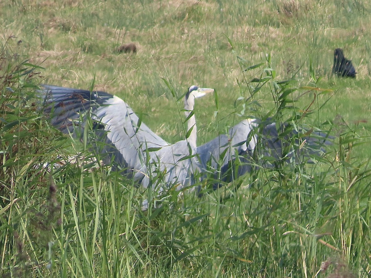 Gray Heron - ML623953700