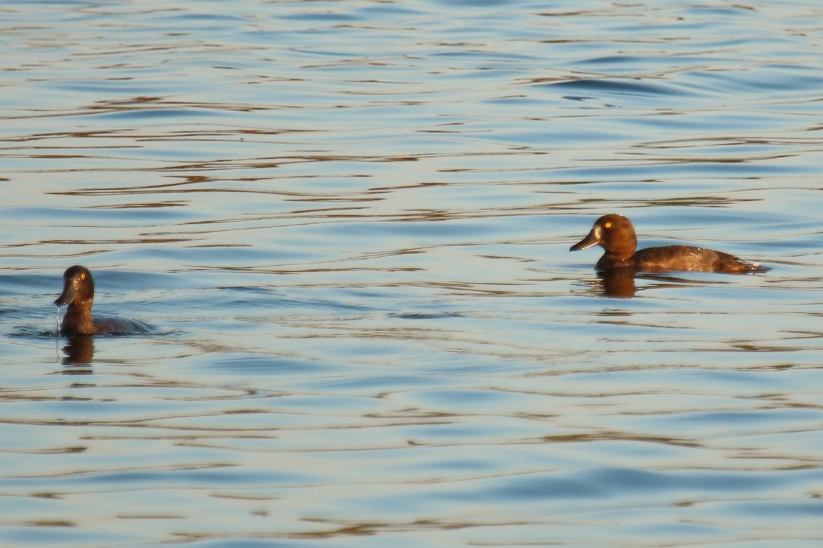 Tufted Duck - ML623953711