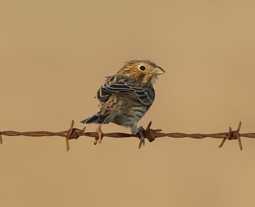 Corn Bunting - ML623953762