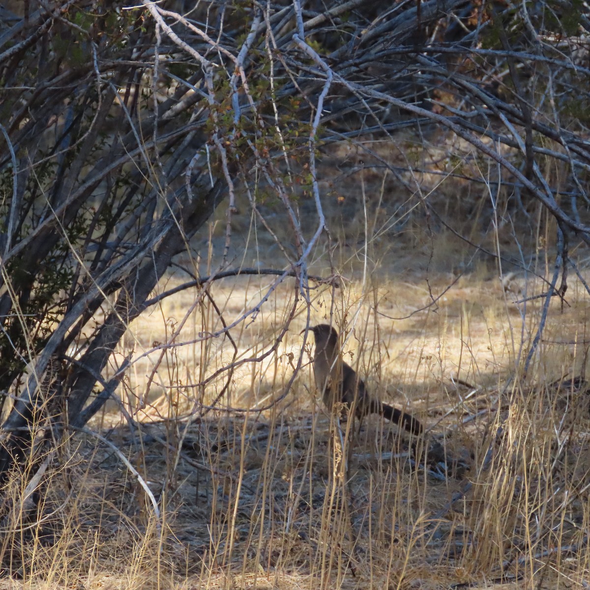 California Thrasher - ML623953764