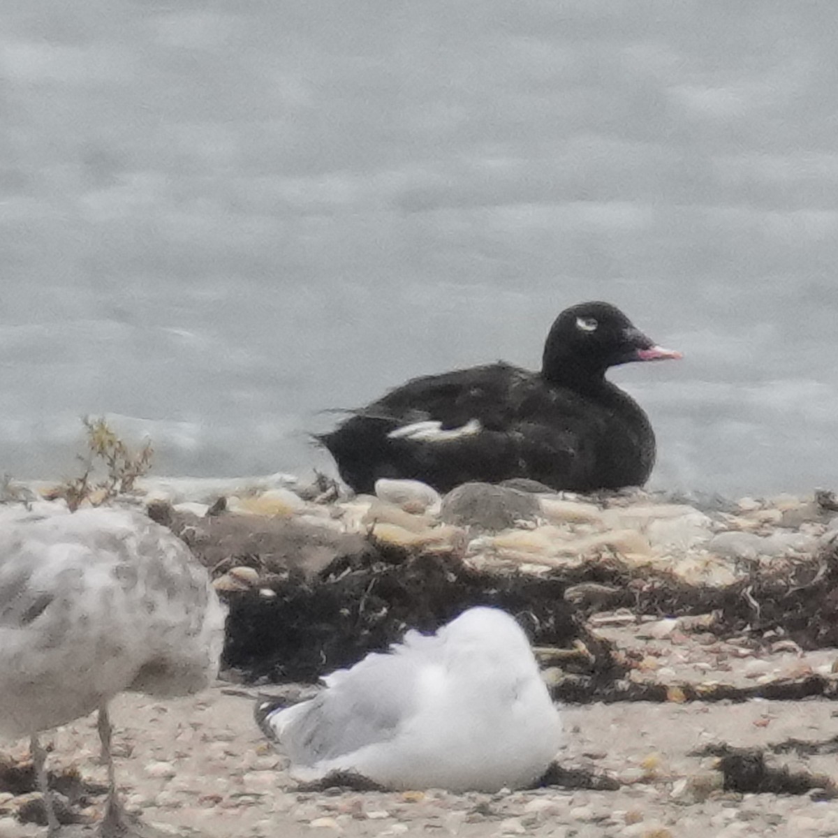 White-winged Scoter - ML623953782