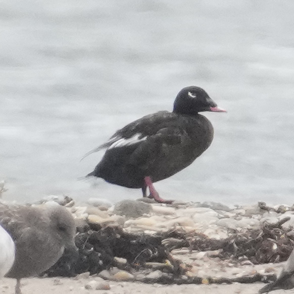 White-winged Scoter - K C Bailey