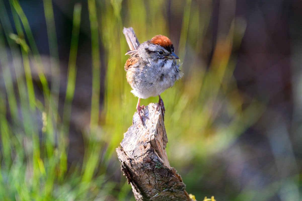 Swamp Sparrow - ML623953786