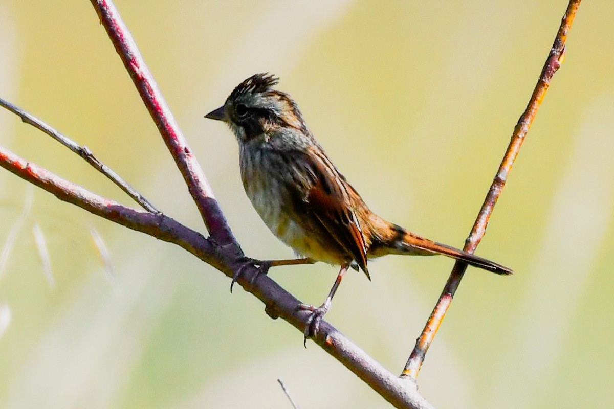 Swamp Sparrow - ML623953787