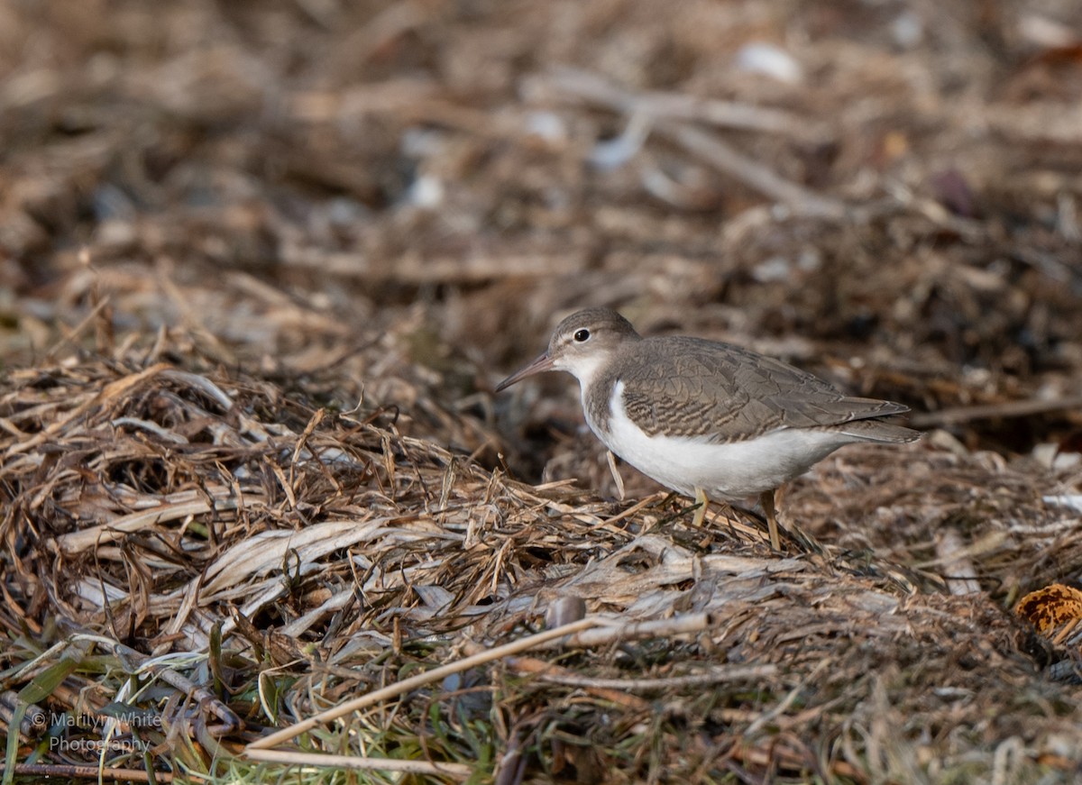 Spotted Sandpiper - Marilyn White