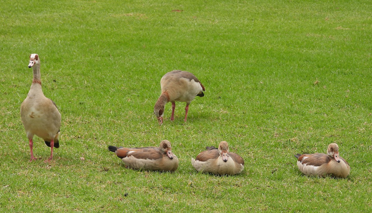 Egyptian Goose - ML623953792