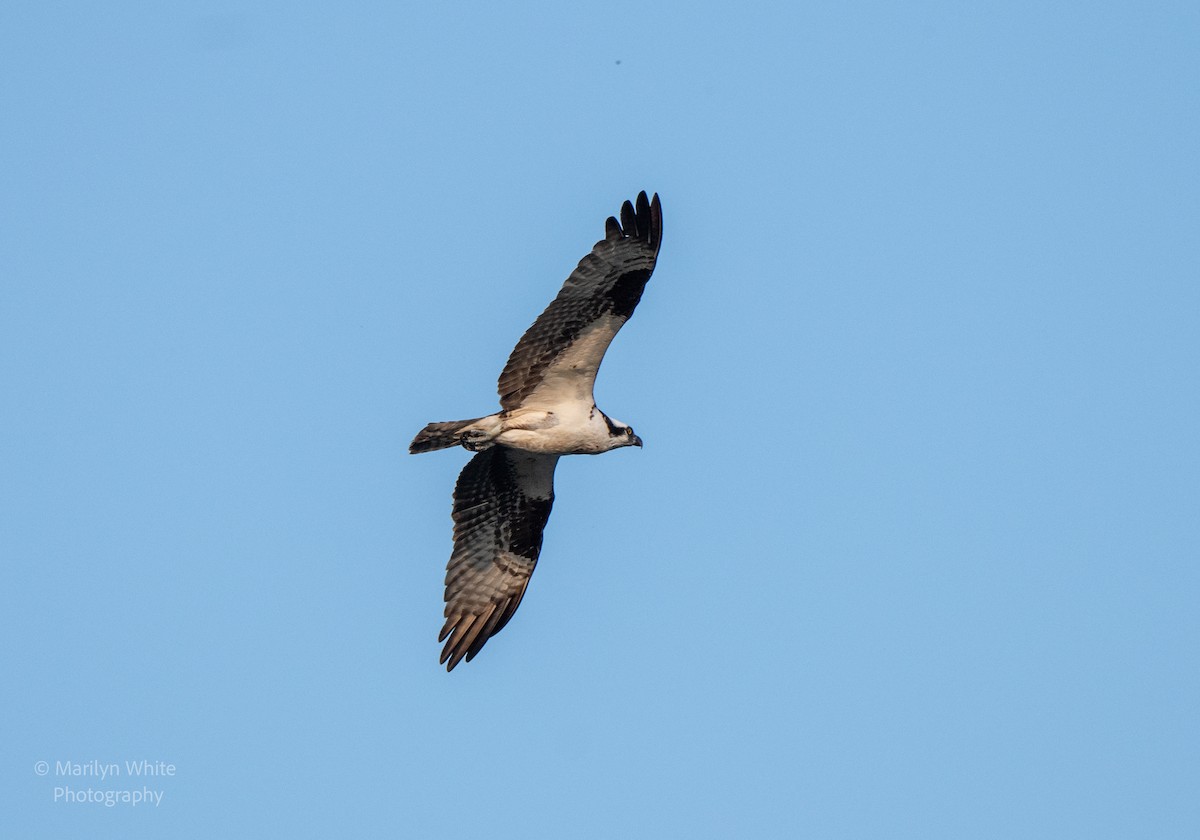 Osprey - ML623953794