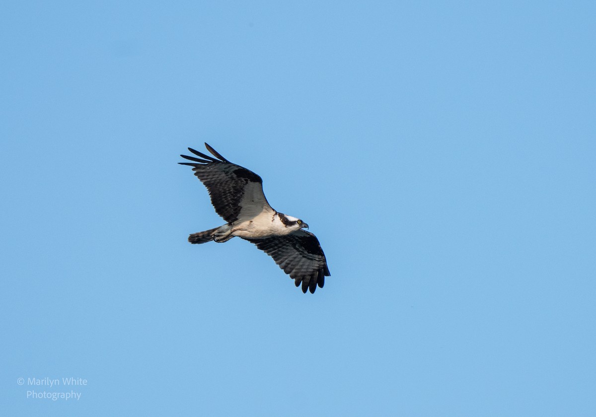 Osprey - ML623953802