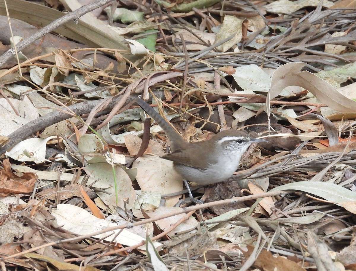 Bewick's Wren - ML623953823