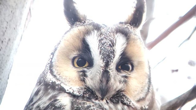 Long-eared Owl - ML623953847