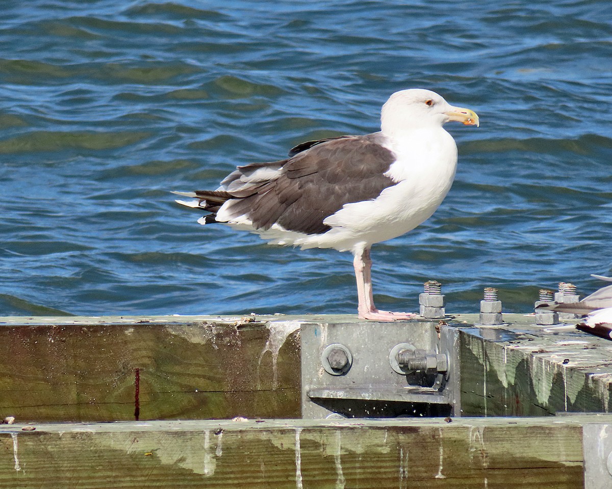 Great Black-backed Gull - ML623953859