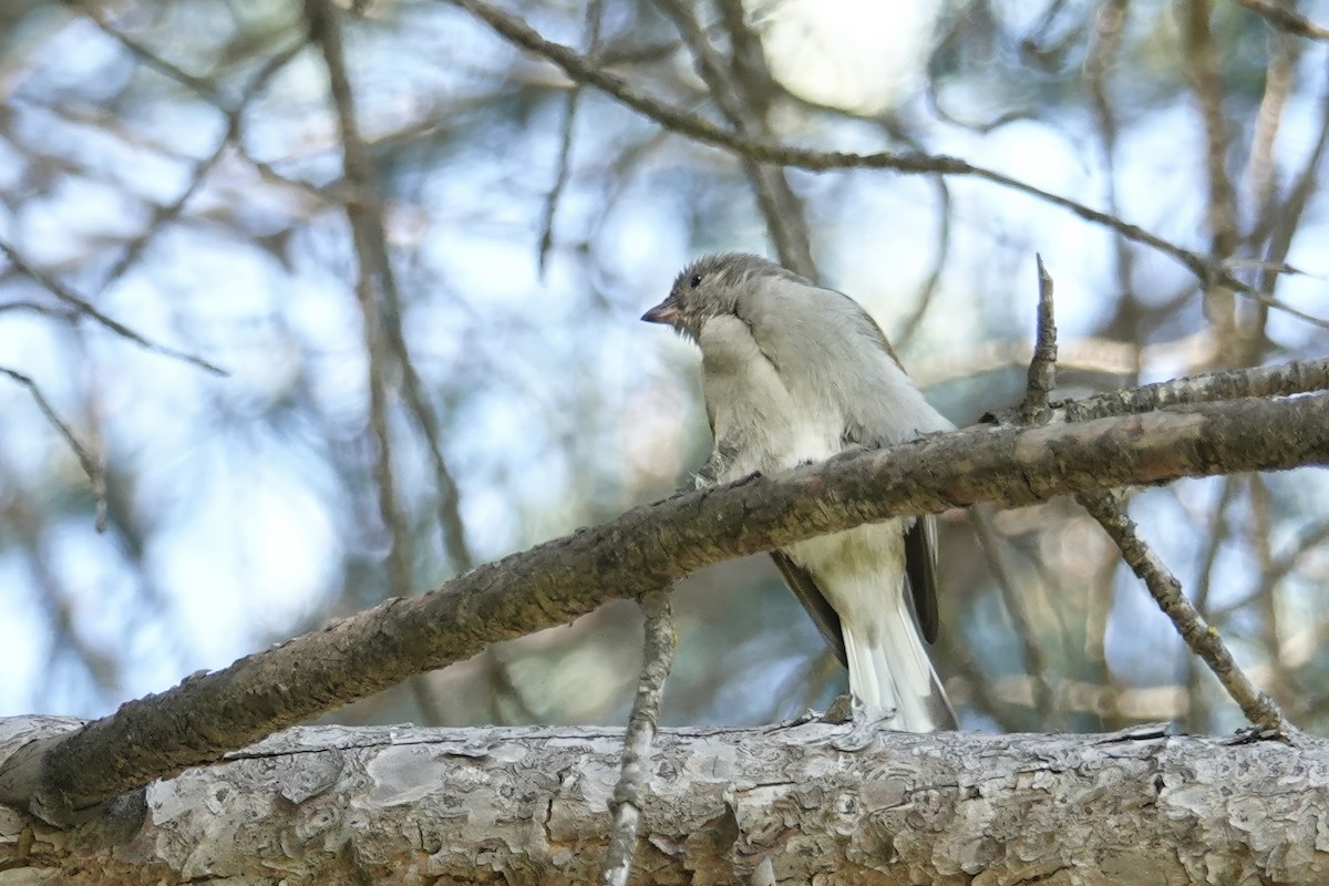 Lesser Honeyguide - ML623953910