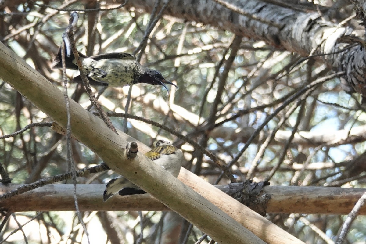 Lesser Honeyguide - Sarel Snyman